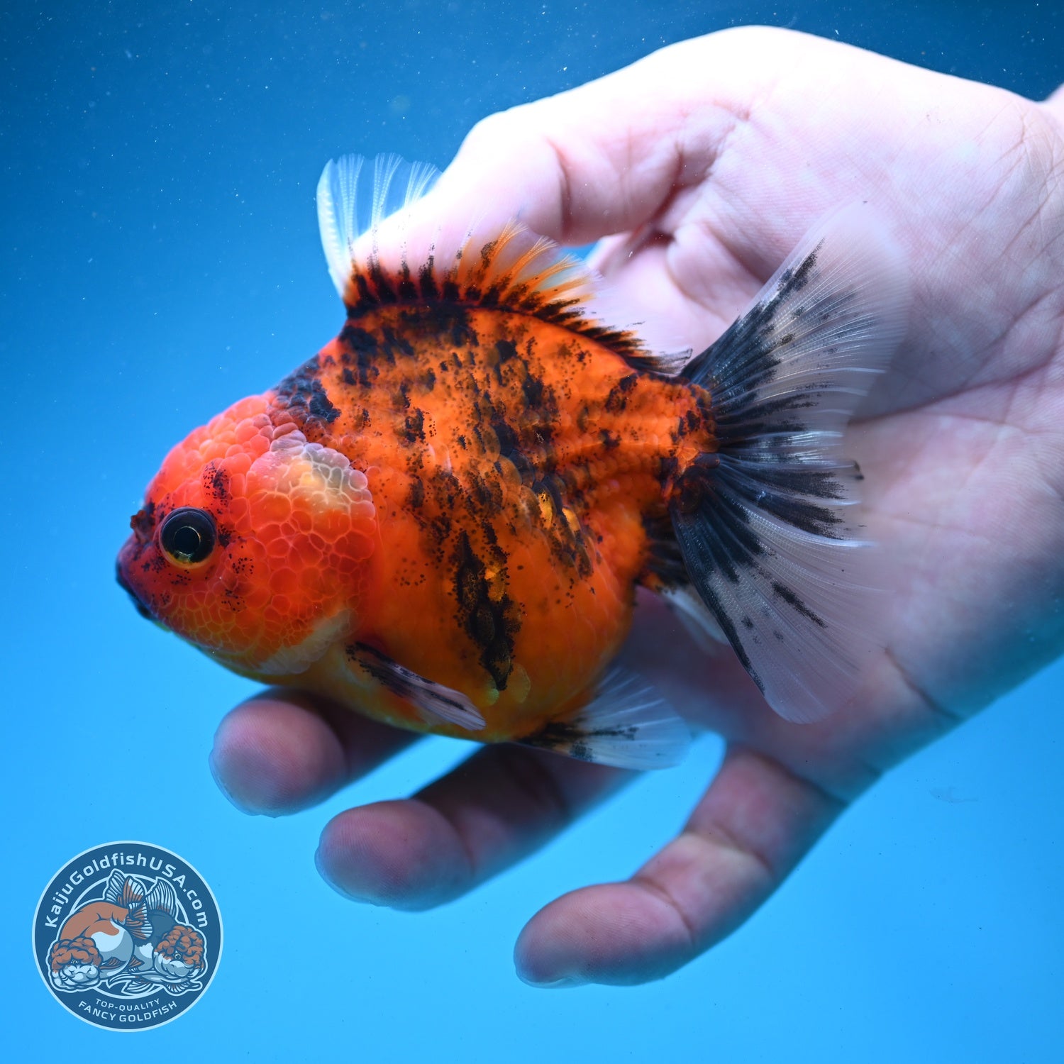 Tiger Oranda 3 inch Body (260821_OR12)
