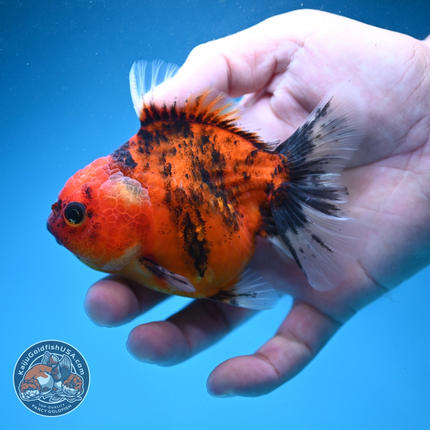Tiger Oranda 3 inch Body (260821_OR12)