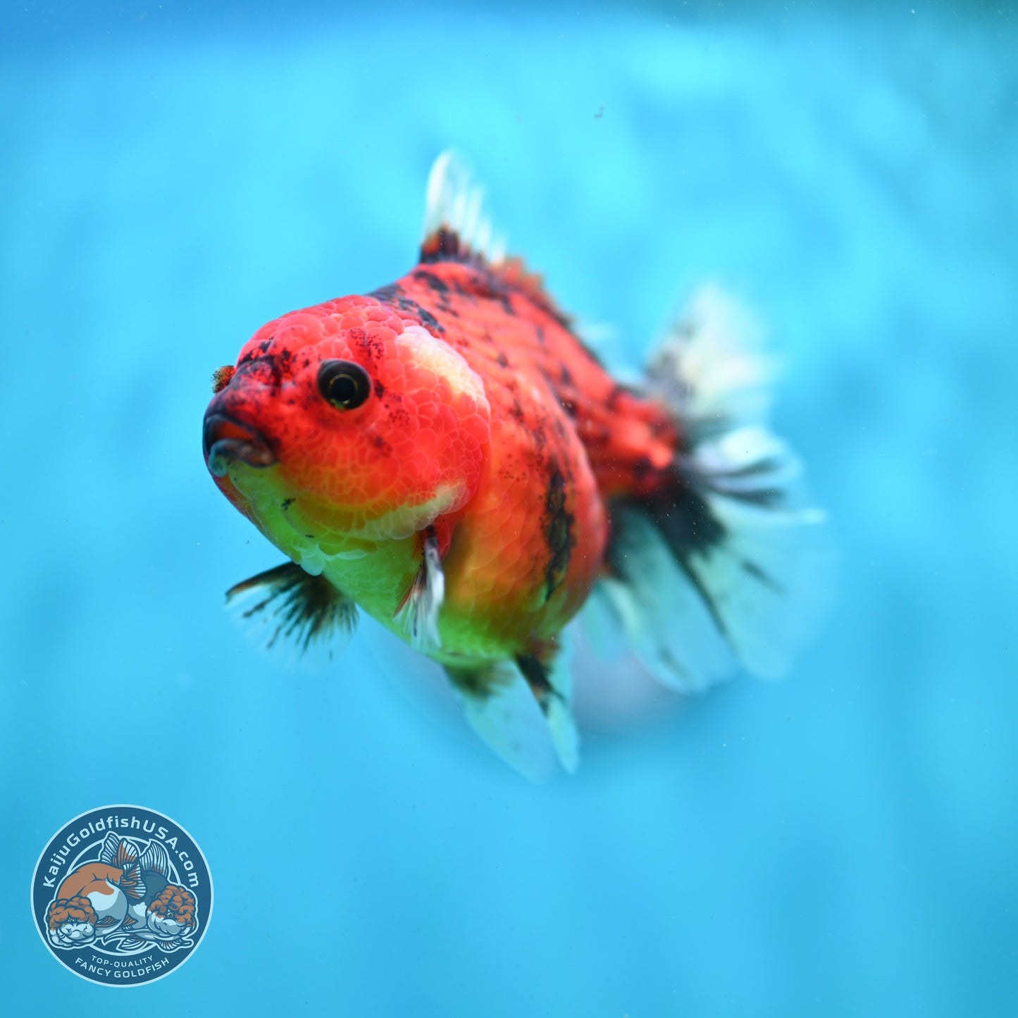 Tiger Oranda 3 inch Body (260821_OR12)