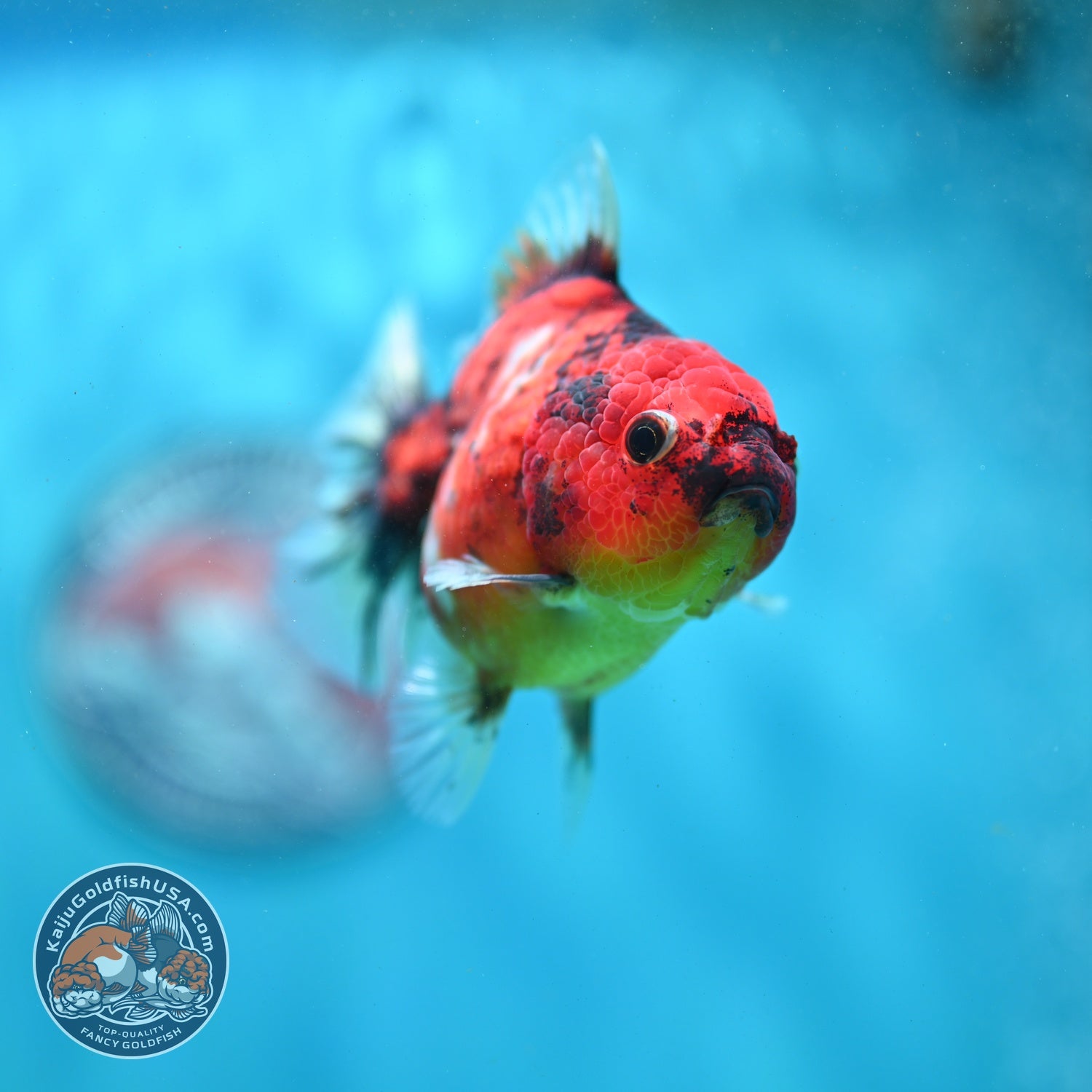 Tiger Oranda 3 inch Body (260821_OR12)