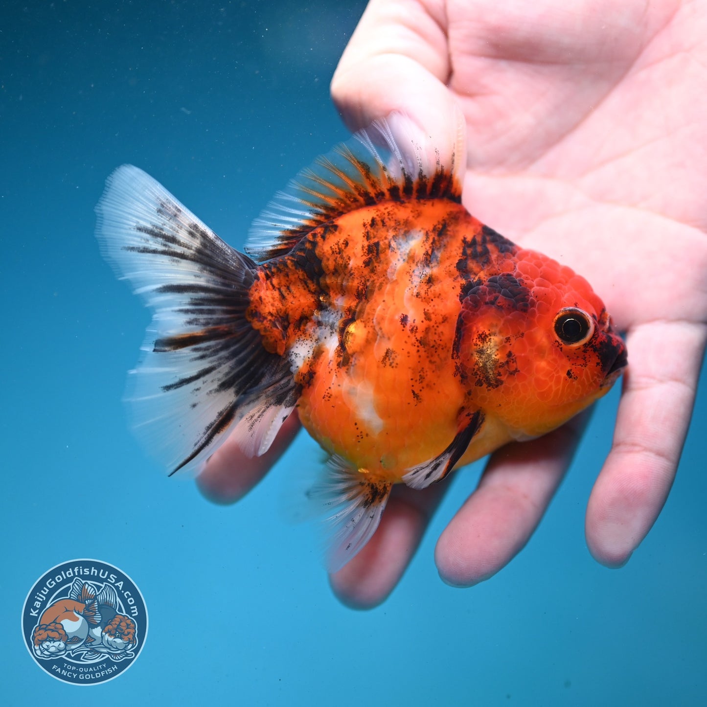 Tiger Oranda 3 inch Body (260821_OR12)