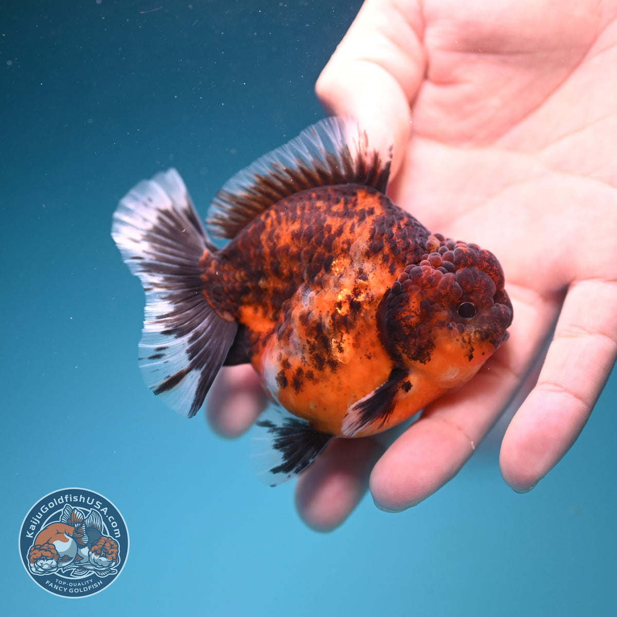 Tiger Oranda 3 inch Body (261002_OR05)