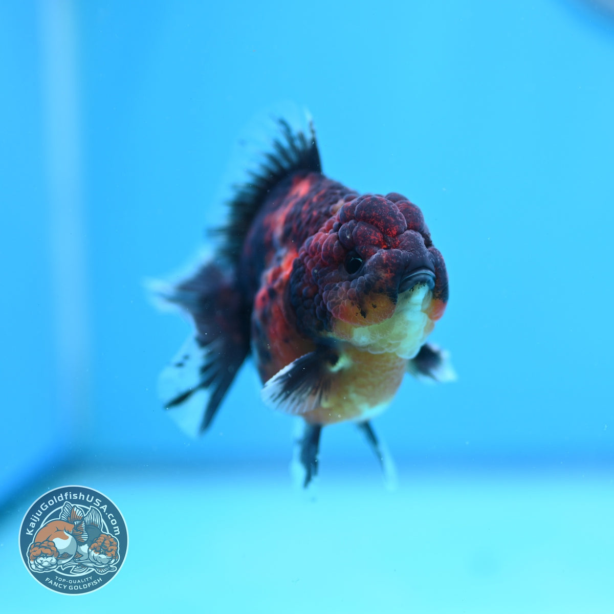 Tiger Oranda 3 inch Body (261002_OR05)