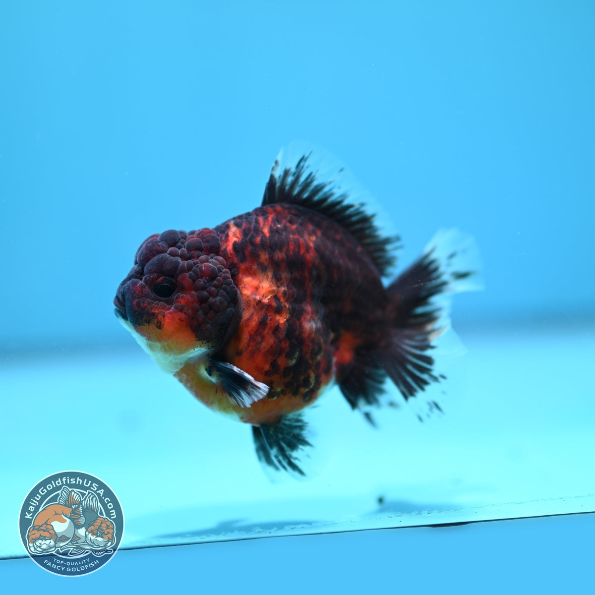 Tiger Oranda 3 inch Body (261002_OR05)