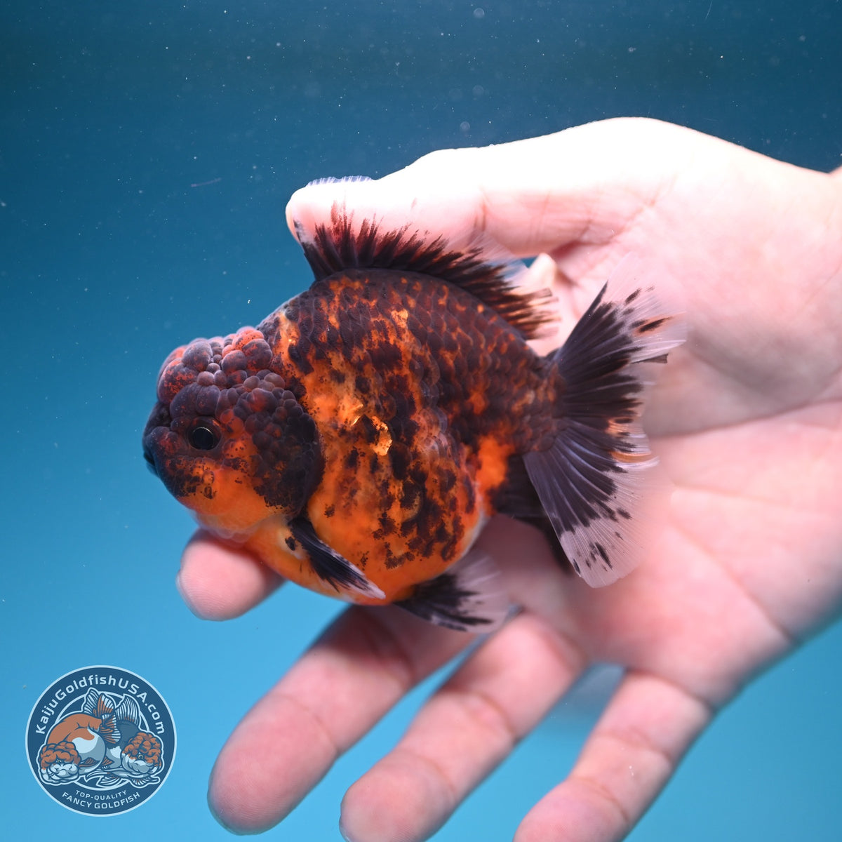 Tiger Oranda 3 inch Body (261002_OR05)