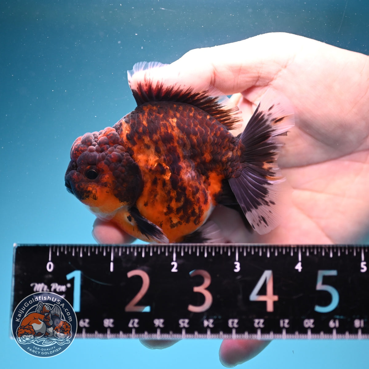 Tiger Oranda 3 inch Body (261002_OR05)