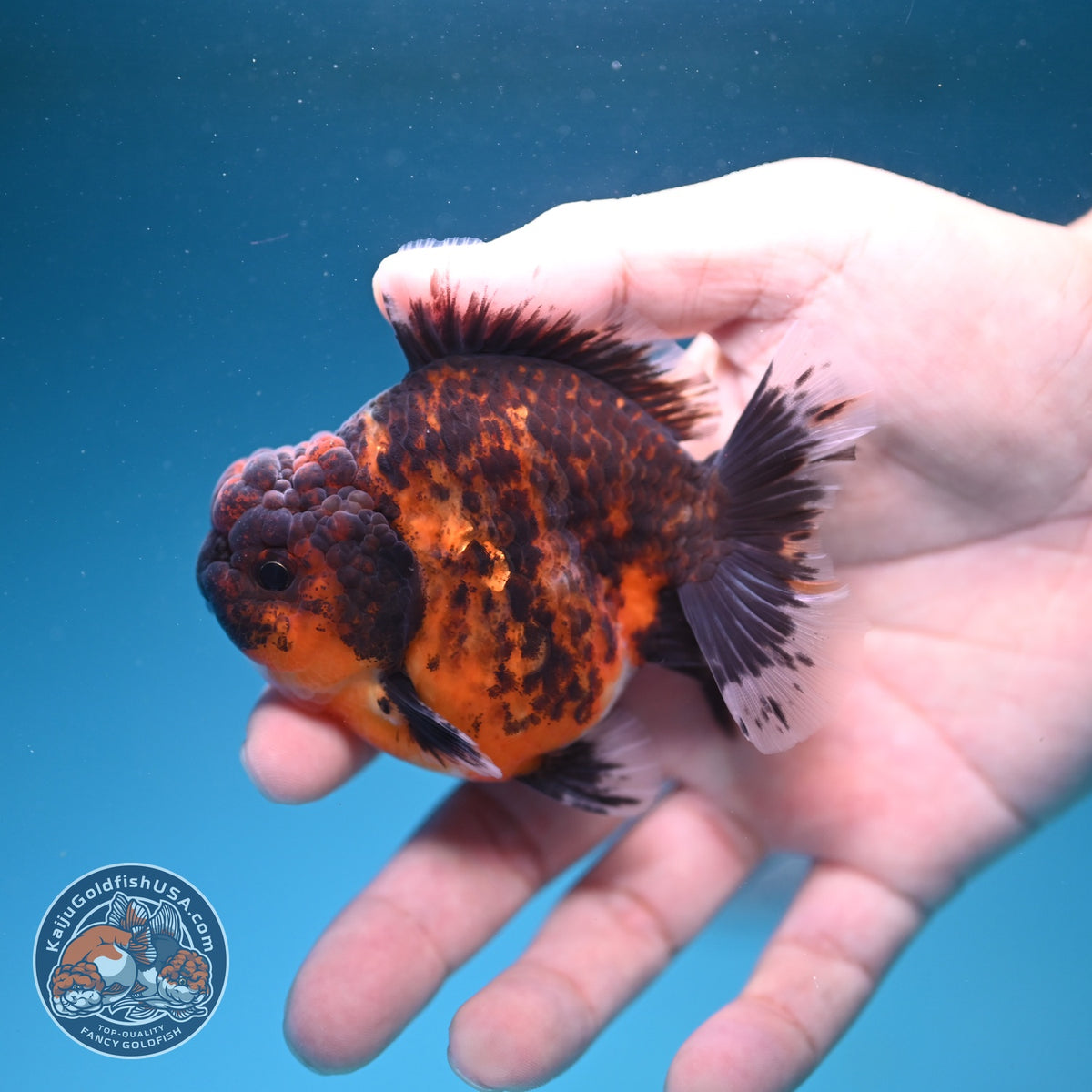 Tiger Oranda 3 inch Body (261002_OR05)