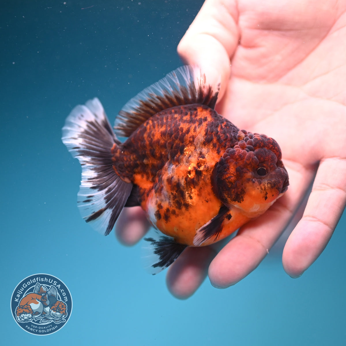 Tiger Oranda 3 inch Body (261002_OR05)