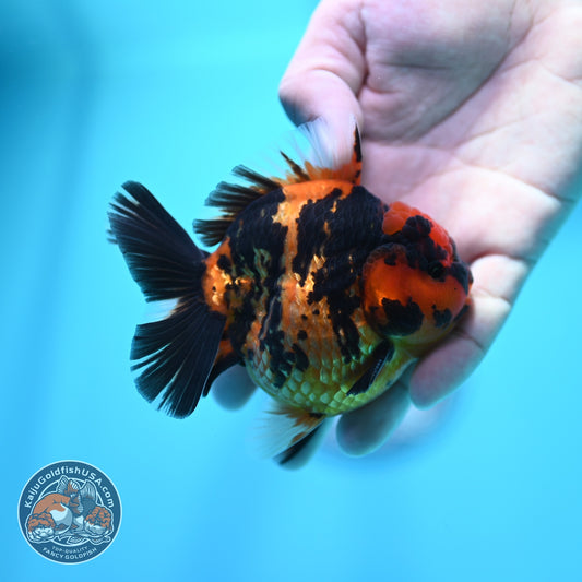 Tiger Oranda 3.5 inch Body (260605_OR08)