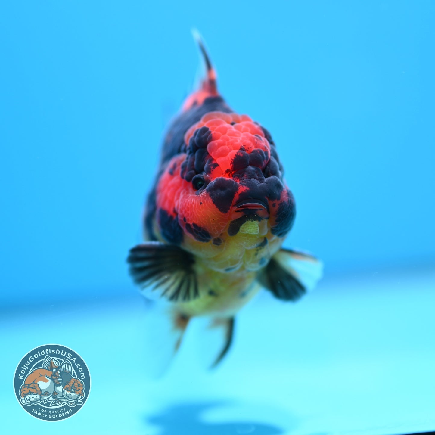 Tiger Oranda 3.5 inch Body (260605_OR08)