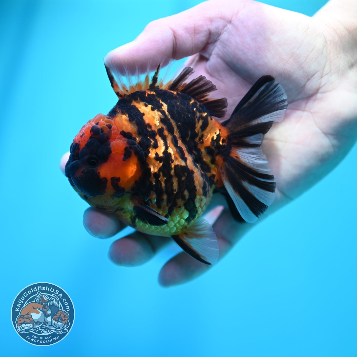 Tiger Oranda 3.5 inch Body (260605_OR08)