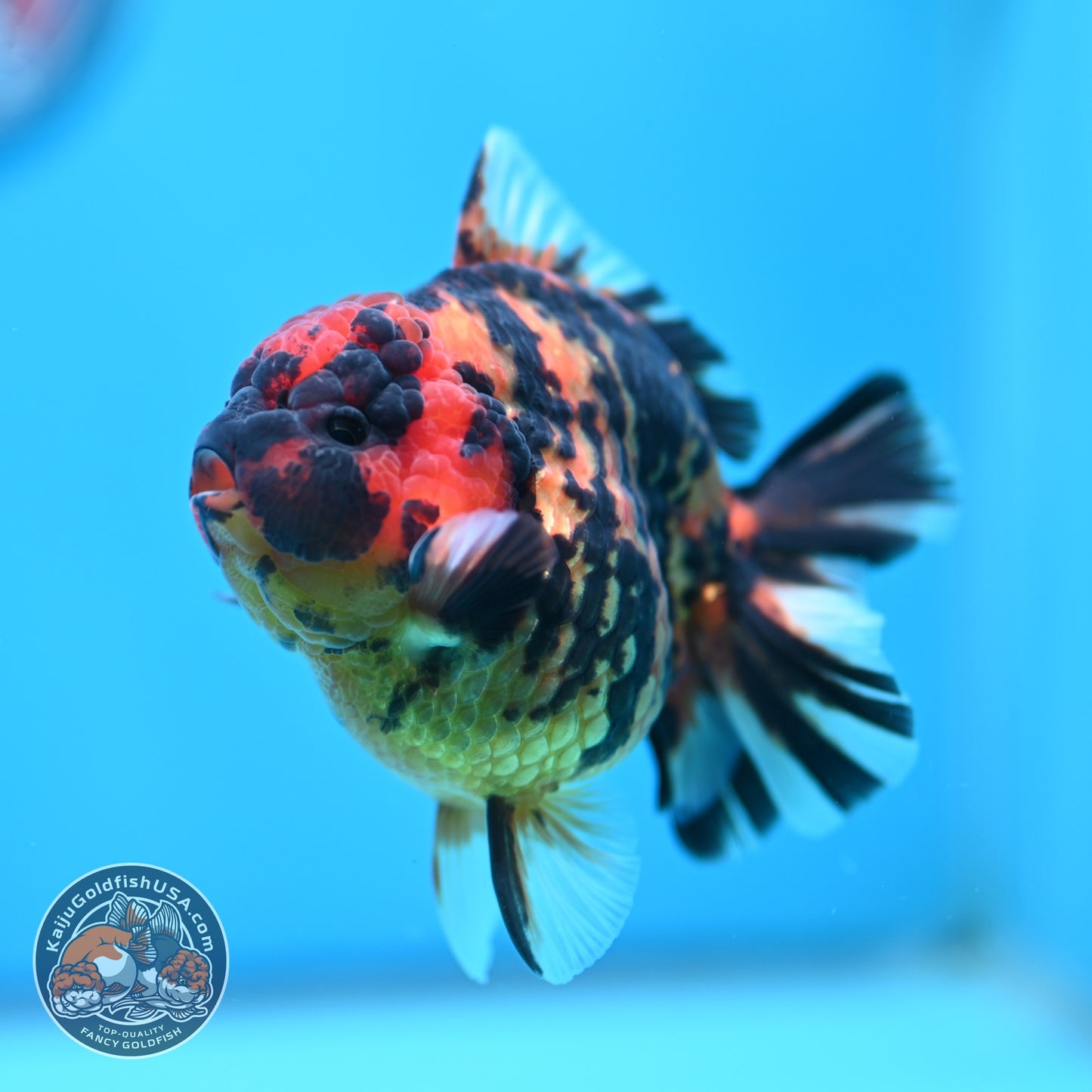 Tiger Oranda 3.5 inch Body (260605_OR08)