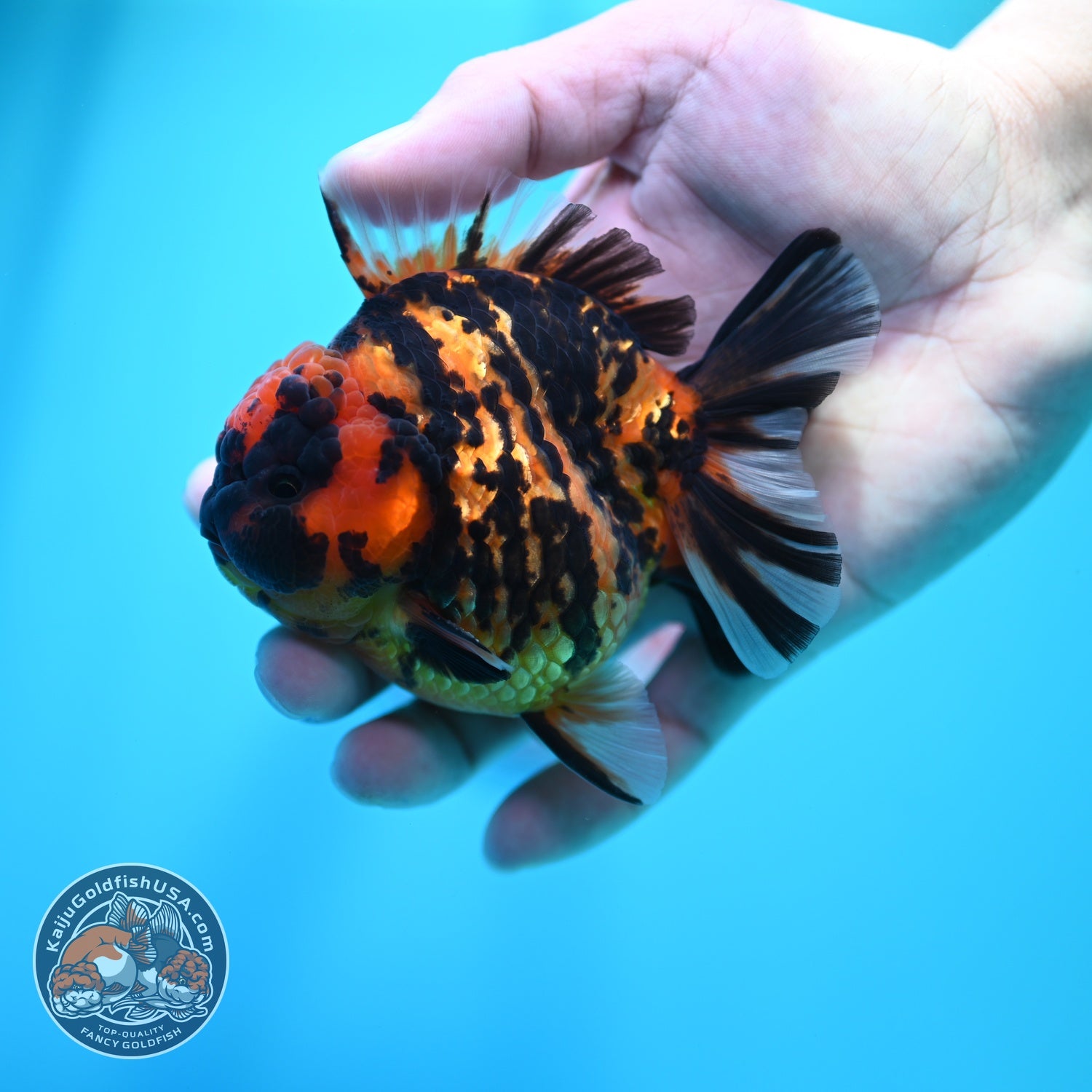 Tiger Oranda 3.5 inch Body (260605_OR08)