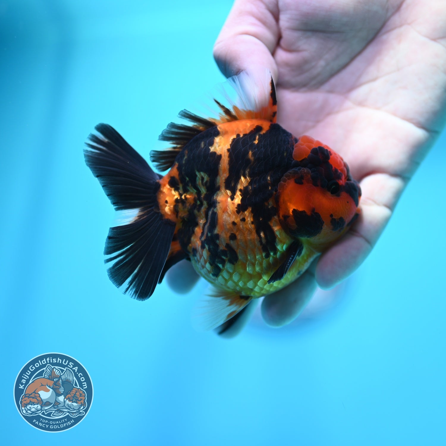 Tiger Oranda 3.5 inch Body (260605_OR08)