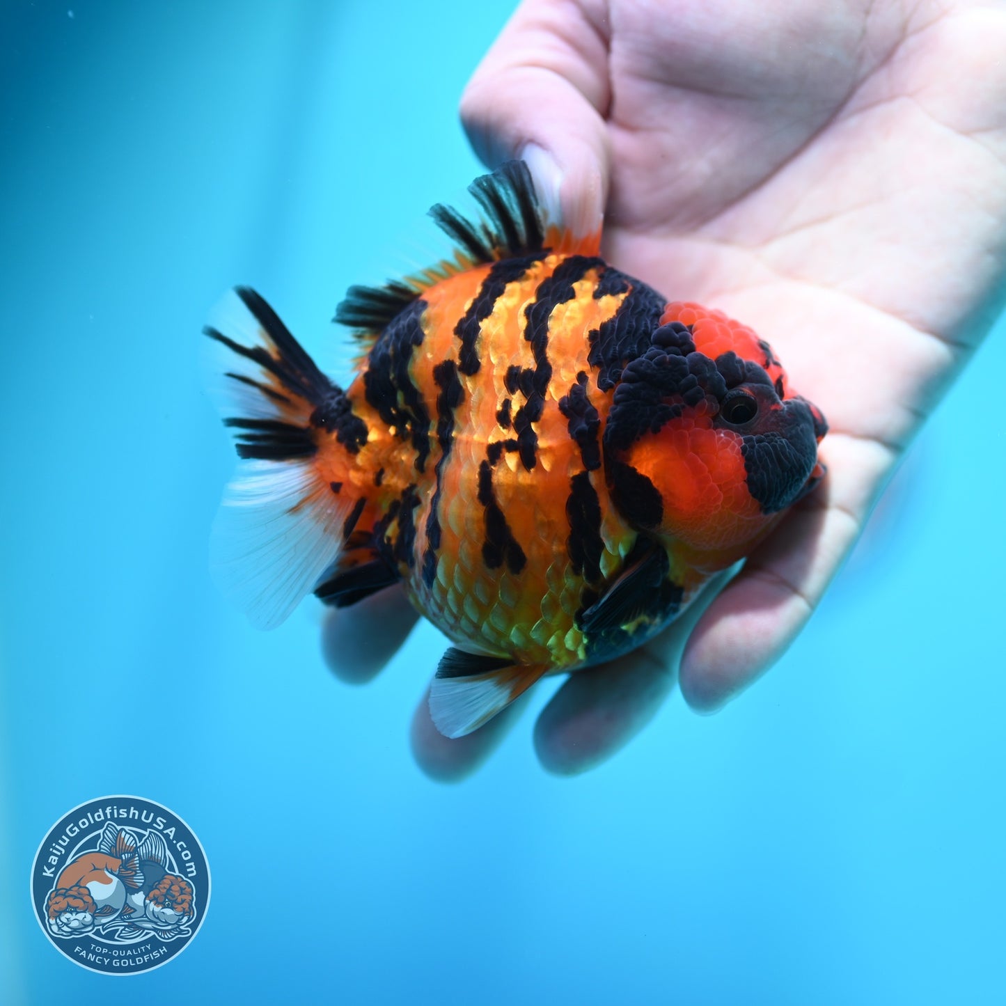 Tiger Oranda 3.5 inch Body (260605_OR11)