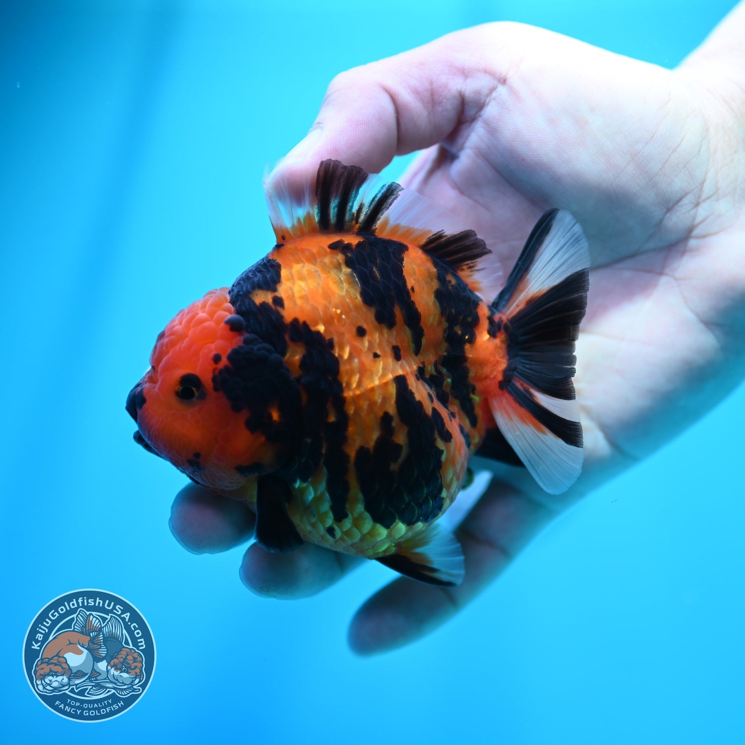 Tiger Oranda 3.5 inch Body (260605_OR11)