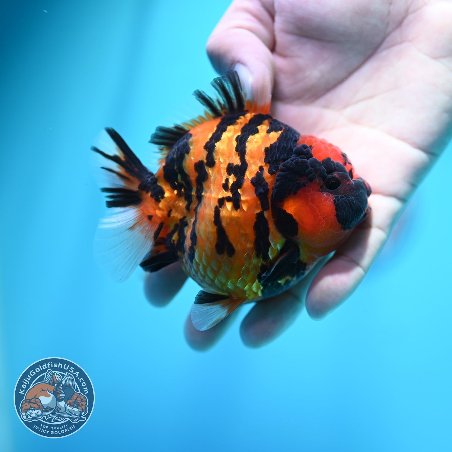 Tiger Oranda 3.5 inch Body (260605_OR11)