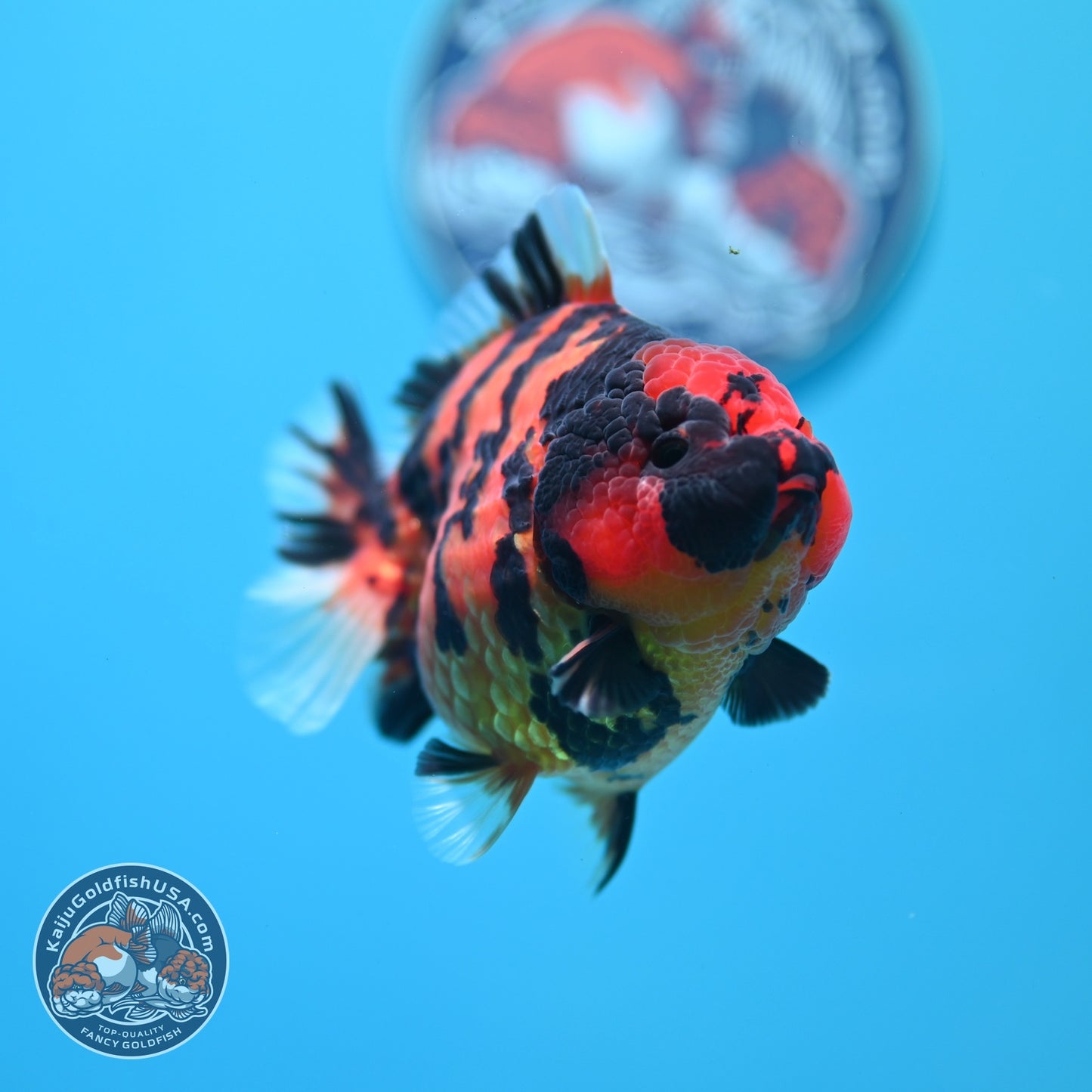 Tiger Oranda 3.5 inch Body (260605_OR11)