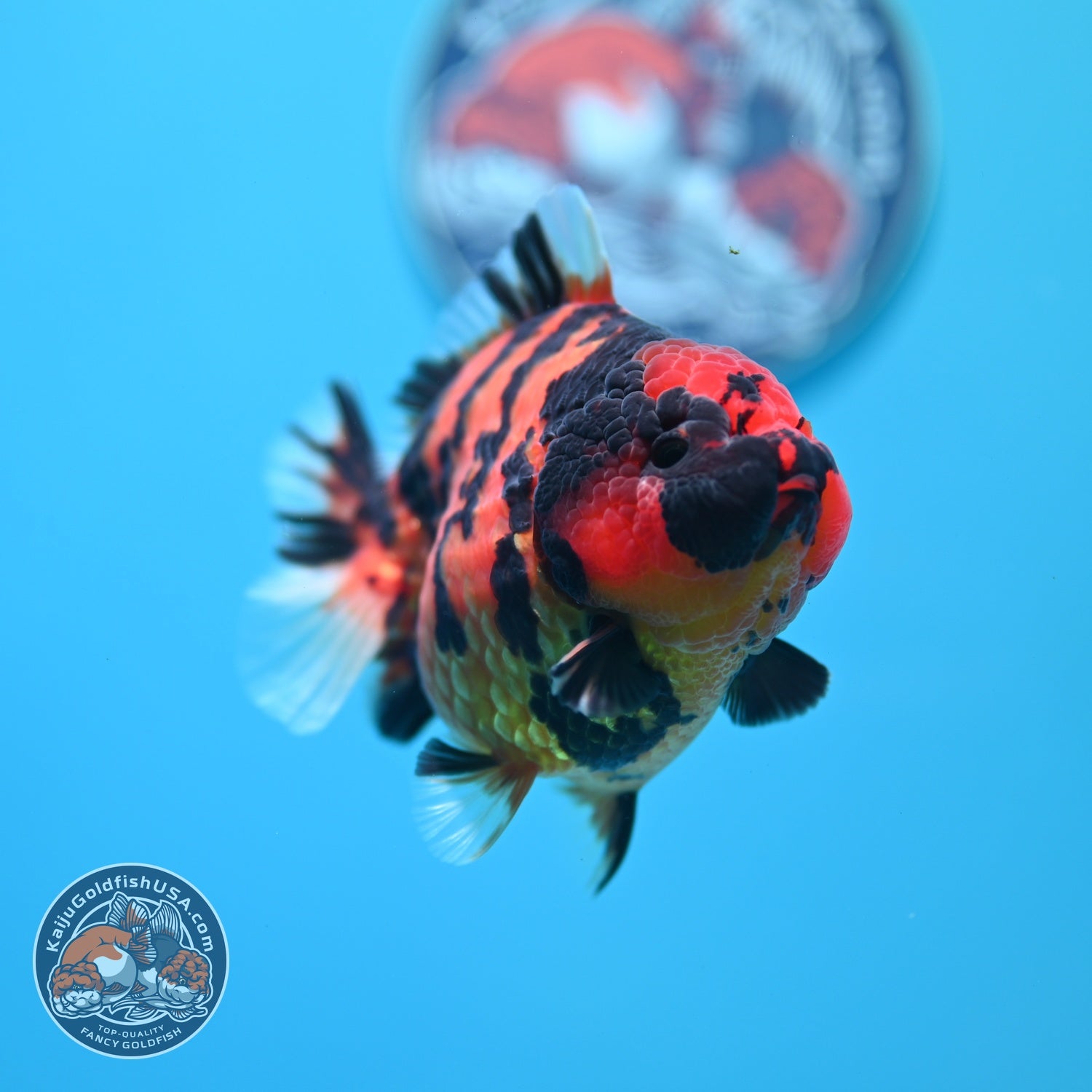 Tiger Oranda 3.5 inch Body (260605_OR11)