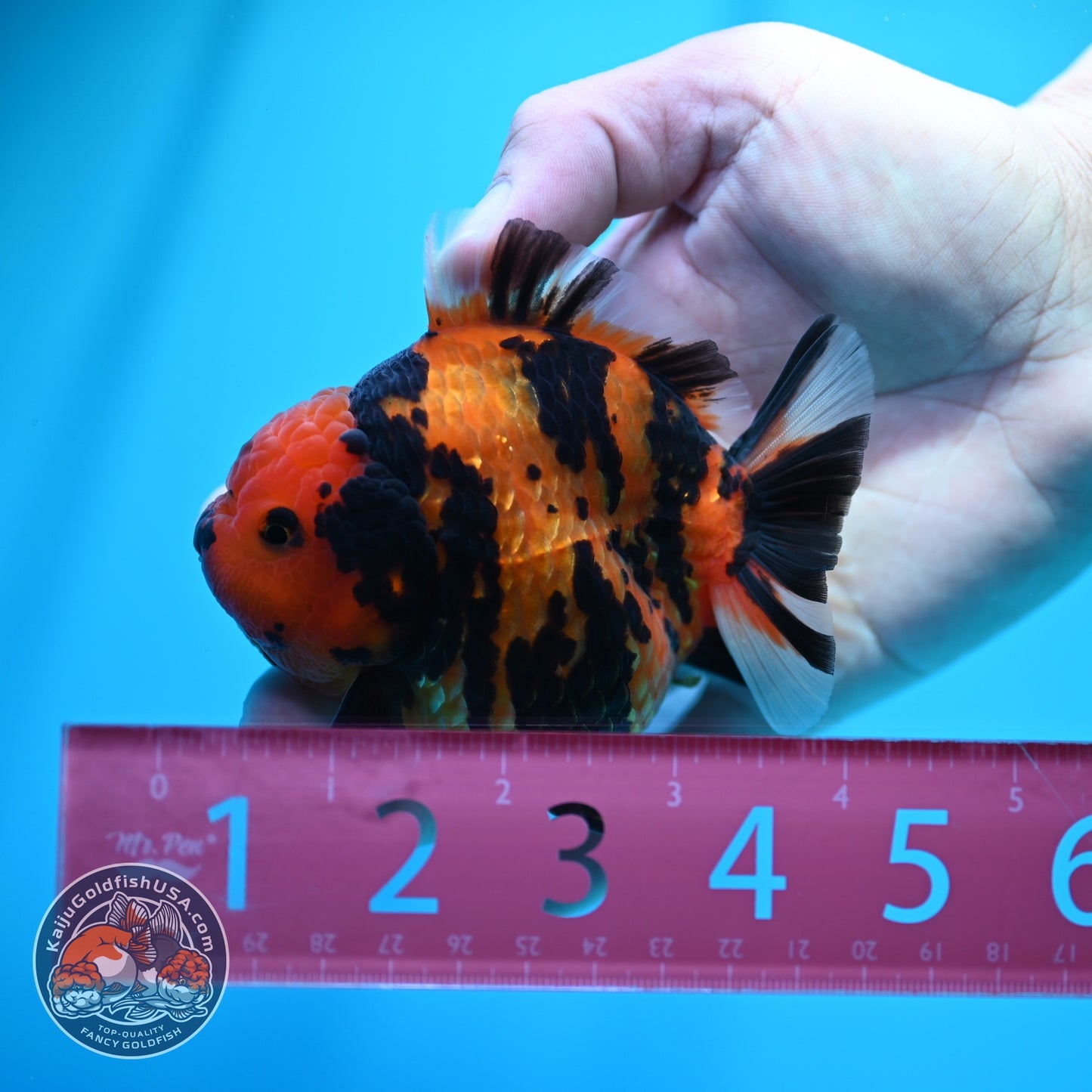 Tiger Oranda 3.5 inch Body (260605_OR11)
