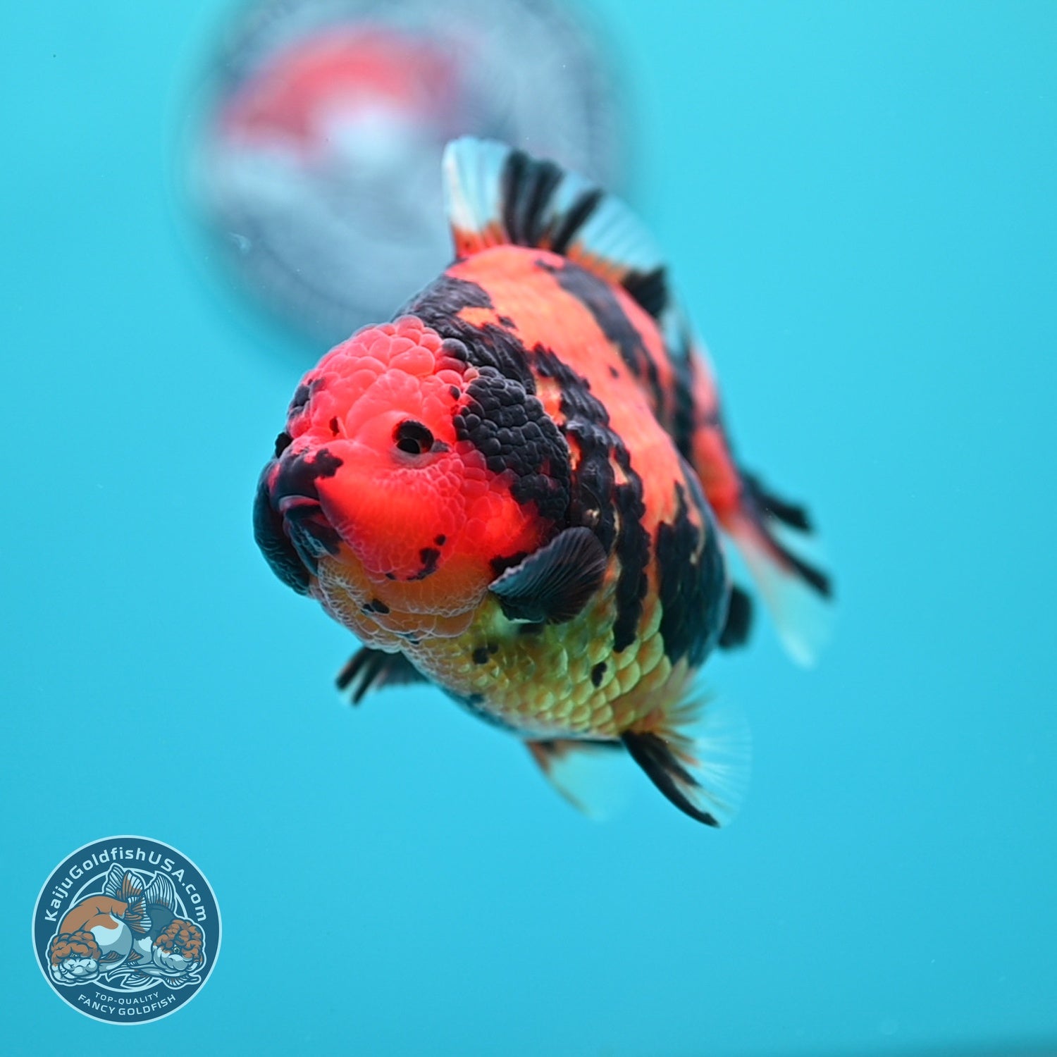 Tiger Oranda 3.5 inch Body (260605_OR11)
