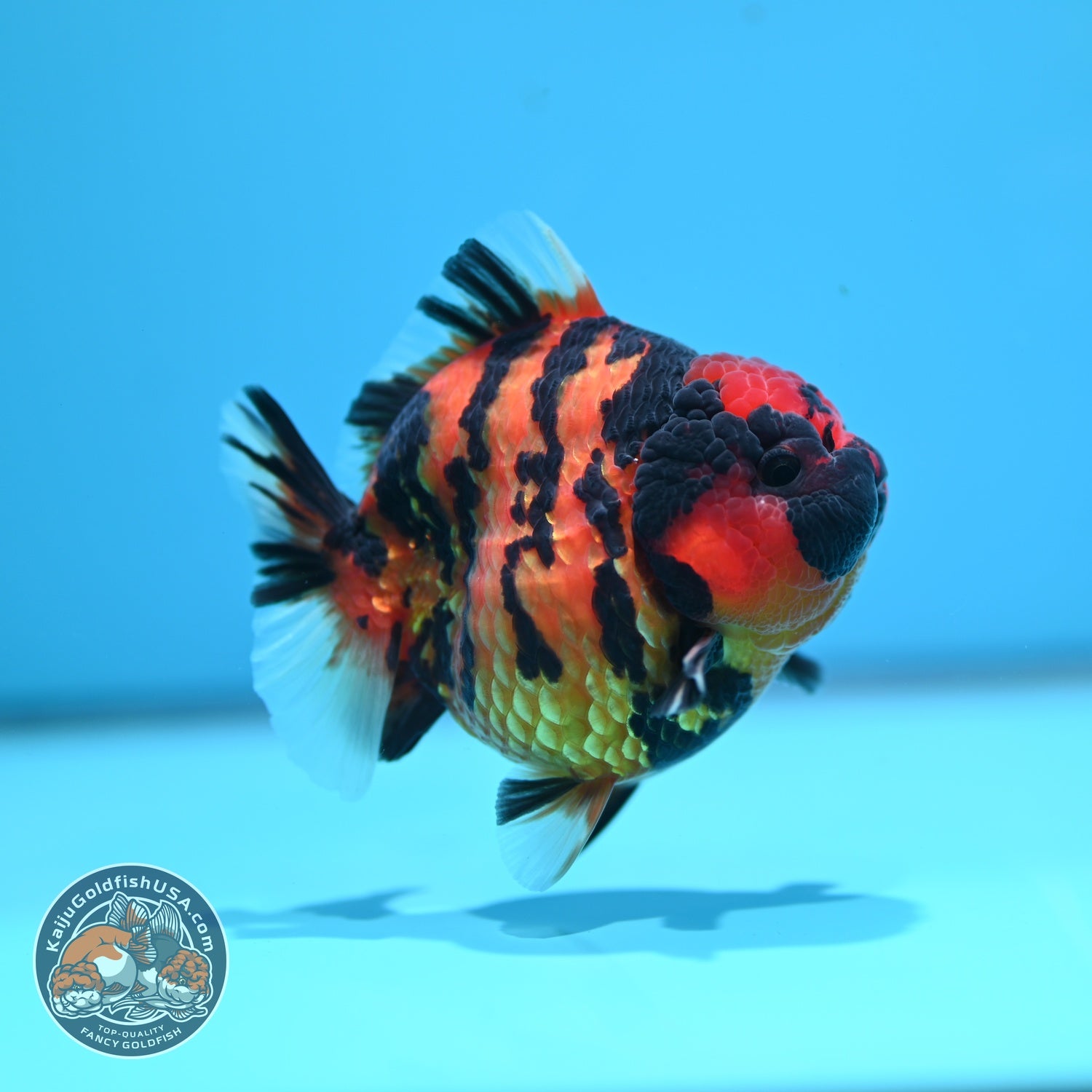 Tiger Oranda 3.5 inch Body (260605_OR11)