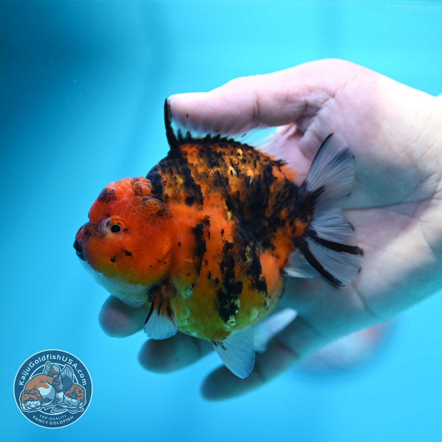 Tiger Oranda 3.5 inch Body (260605_OR13)