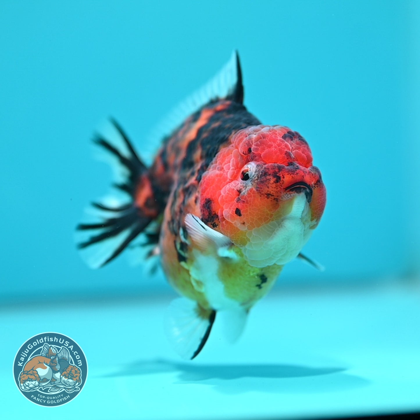Tiger Oranda 3.5 inch Body (260605_OR13)