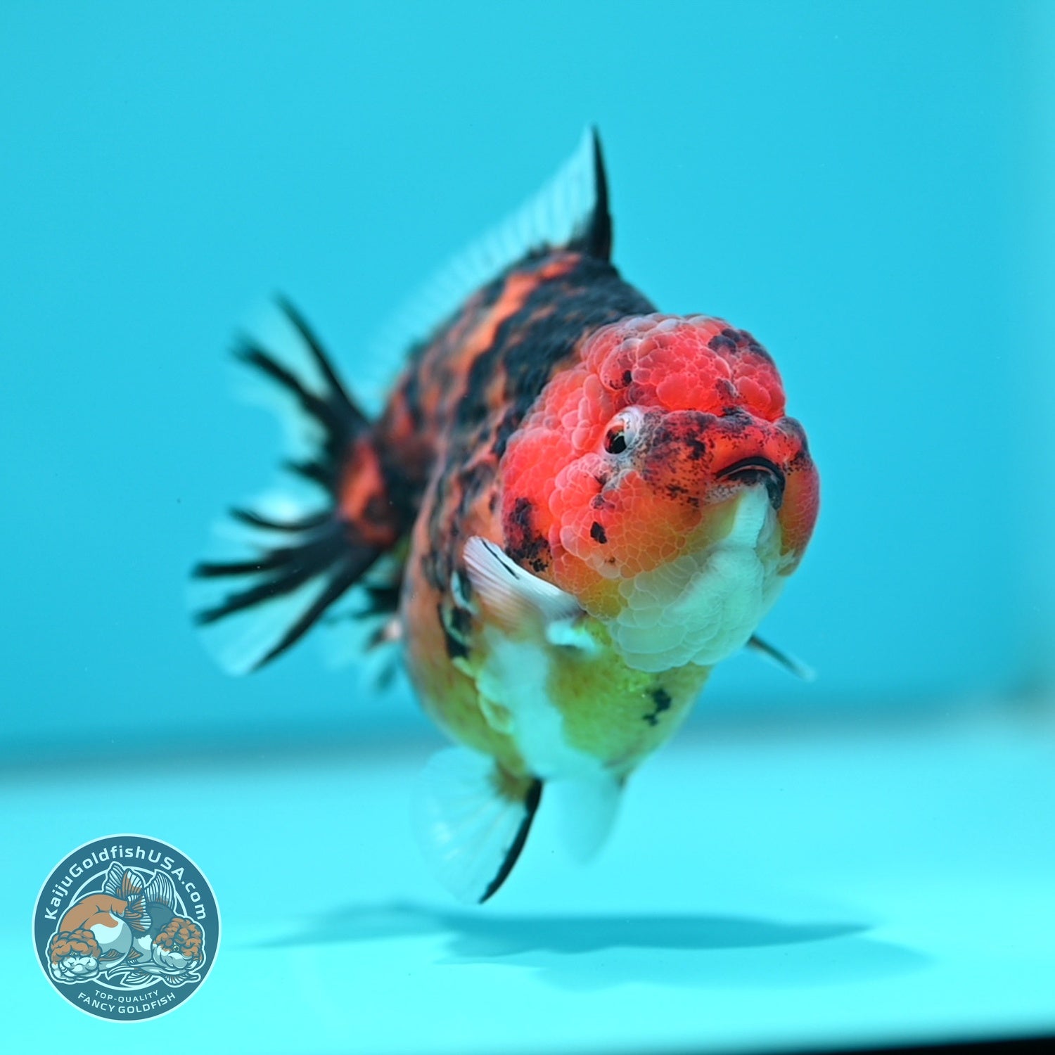 Tiger Oranda 3.5 inch Body (260605_OR13)