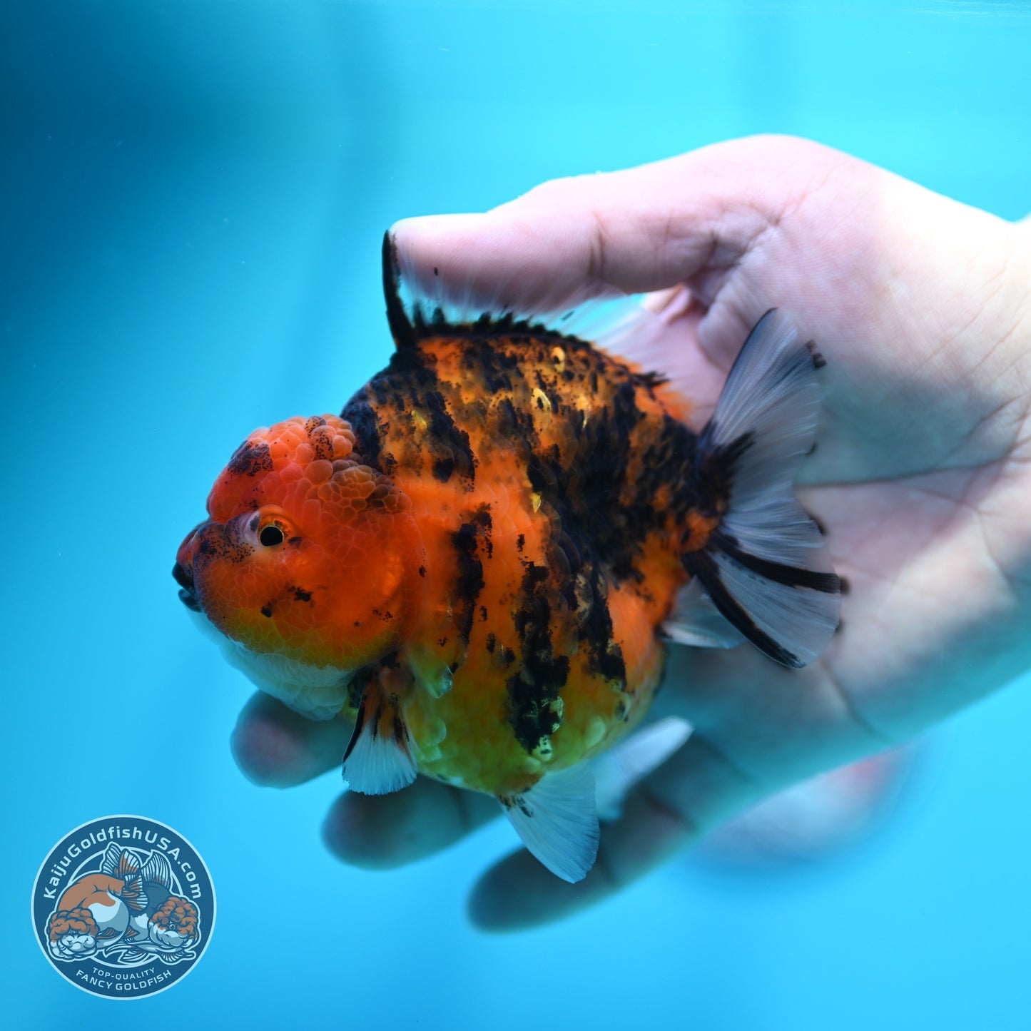 Tiger Oranda 3.5 inch Body (260605_OR13)