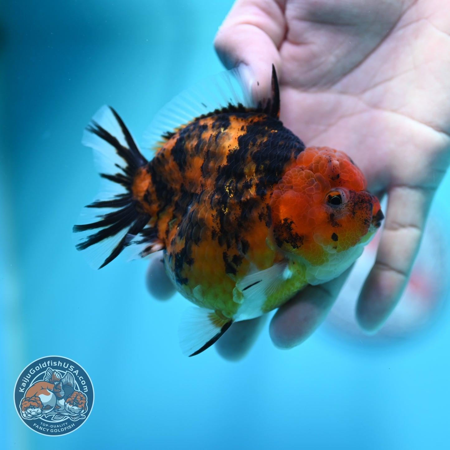 Tiger Oranda 3.5 inch Body (260605_OR13)
