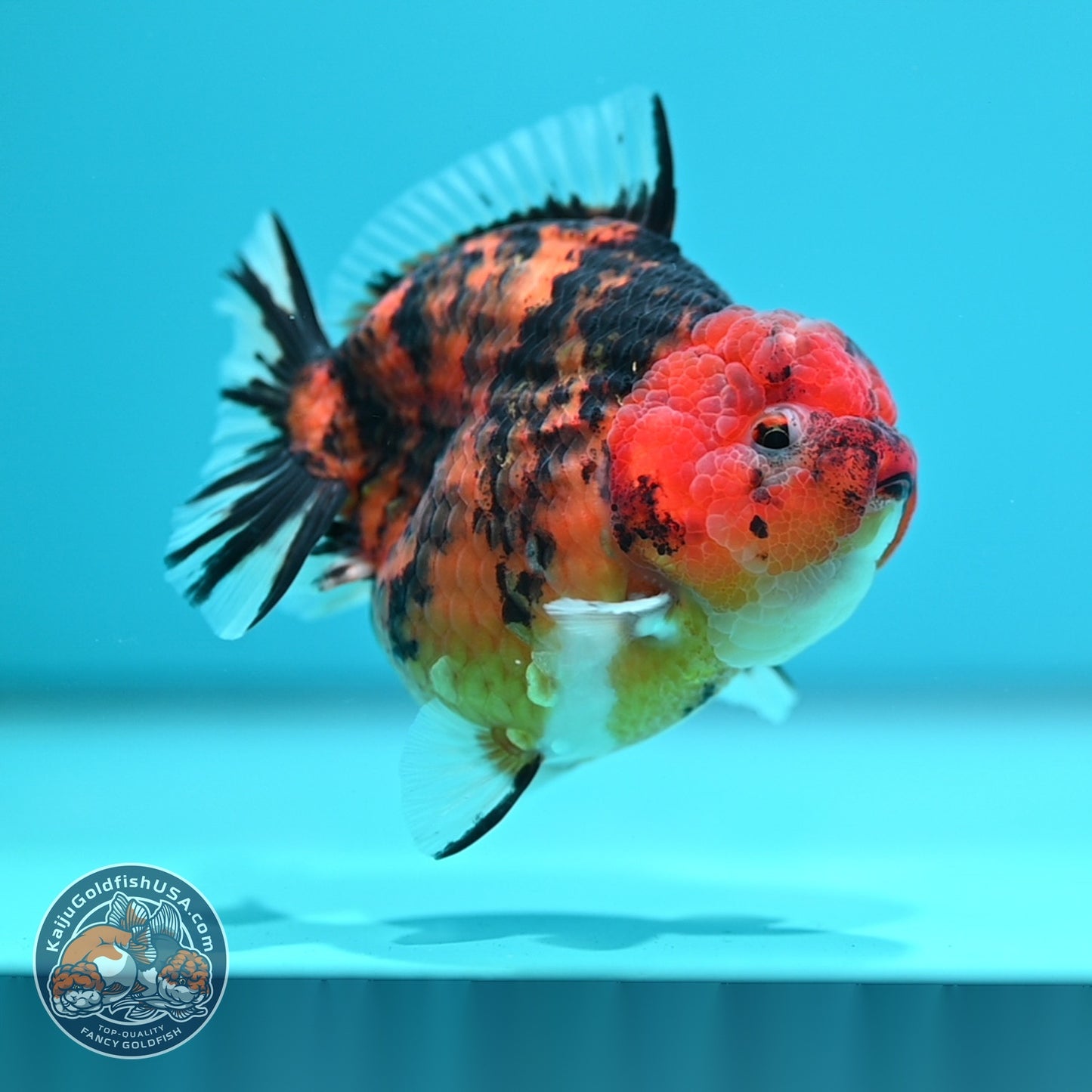 Tiger Oranda 3.5 inch Body (260605_OR13)
