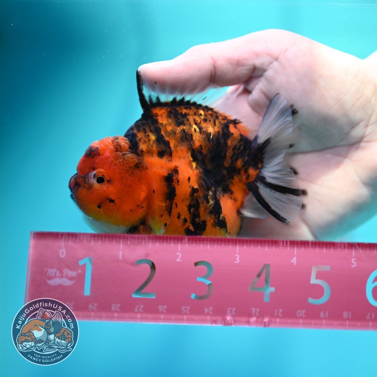 Tiger Oranda 3.5 inch Body (260605_OR13)