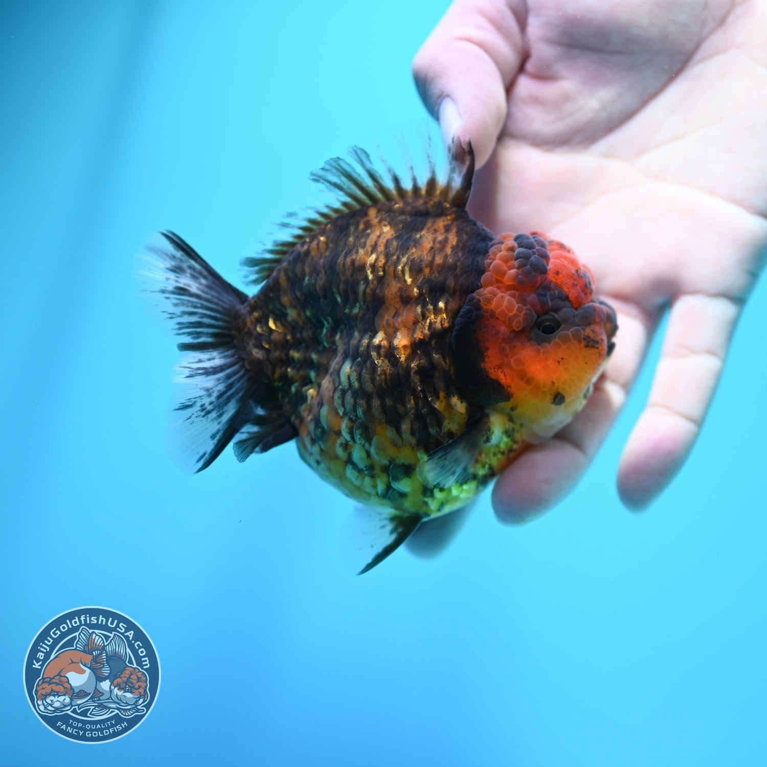 Tiger Oranda 3.5 inch Body (260605_OR15)