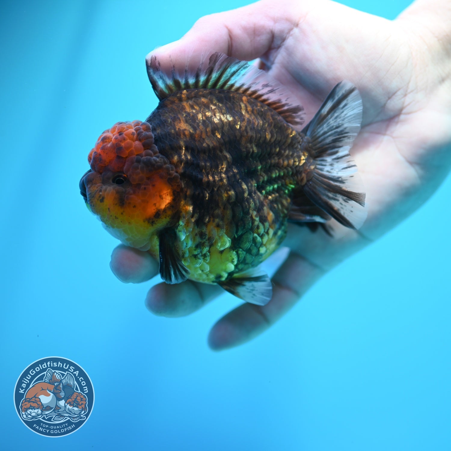 Tiger Oranda 3.5 inch Body (260605_OR15)