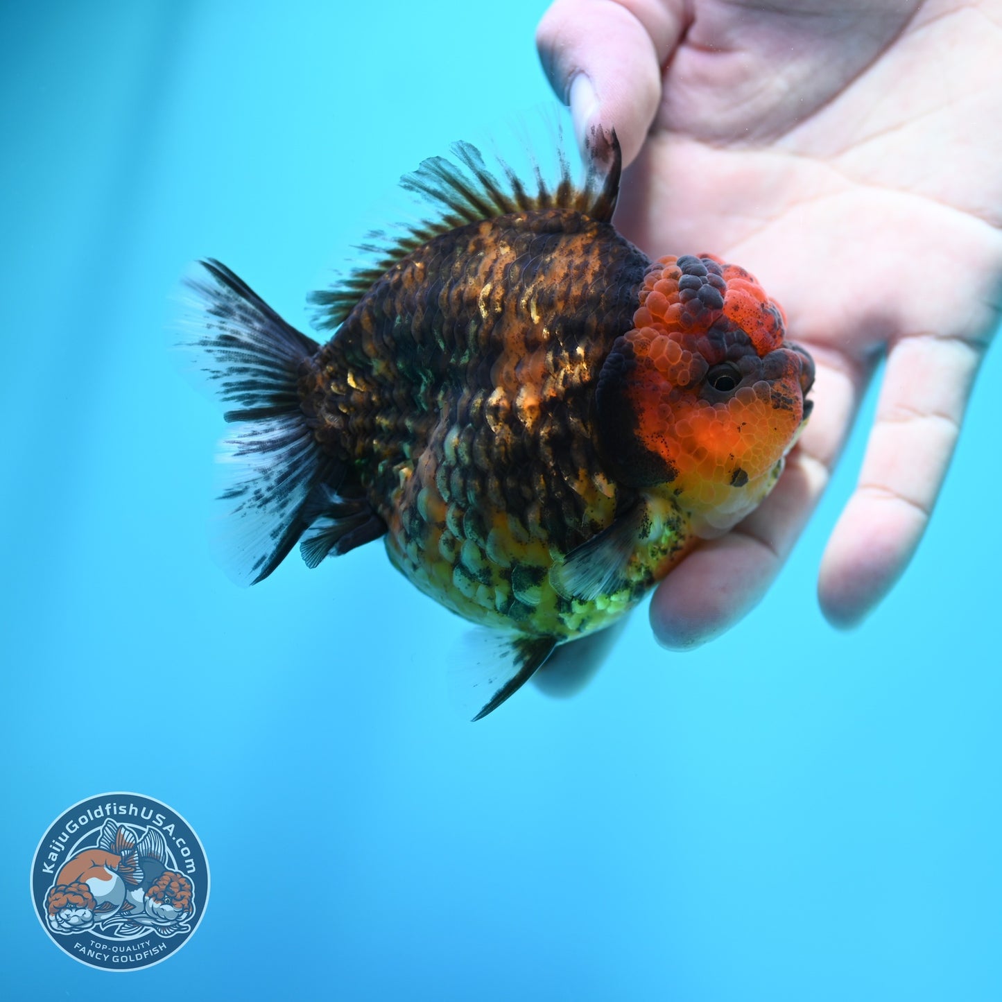 Tiger Oranda 3.5 inch Body (260605_OR15)
