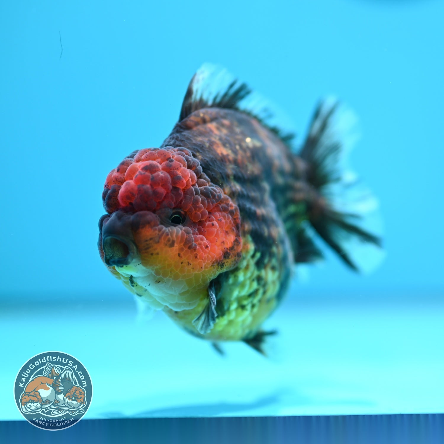 Tiger Oranda 3.5 inch Body (260605_OR15)