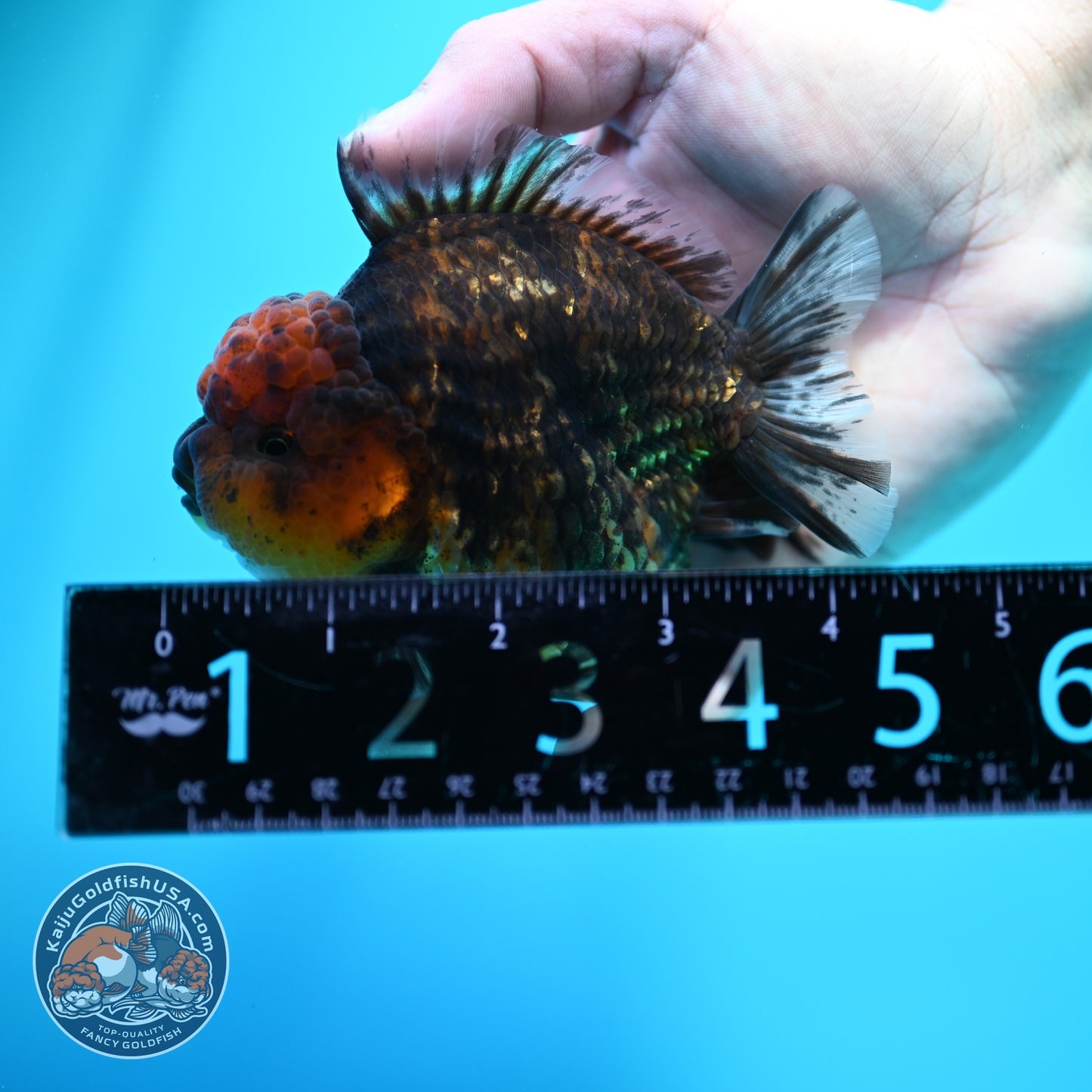 Tiger Oranda 3.5 inch Body (260605_OR15)
