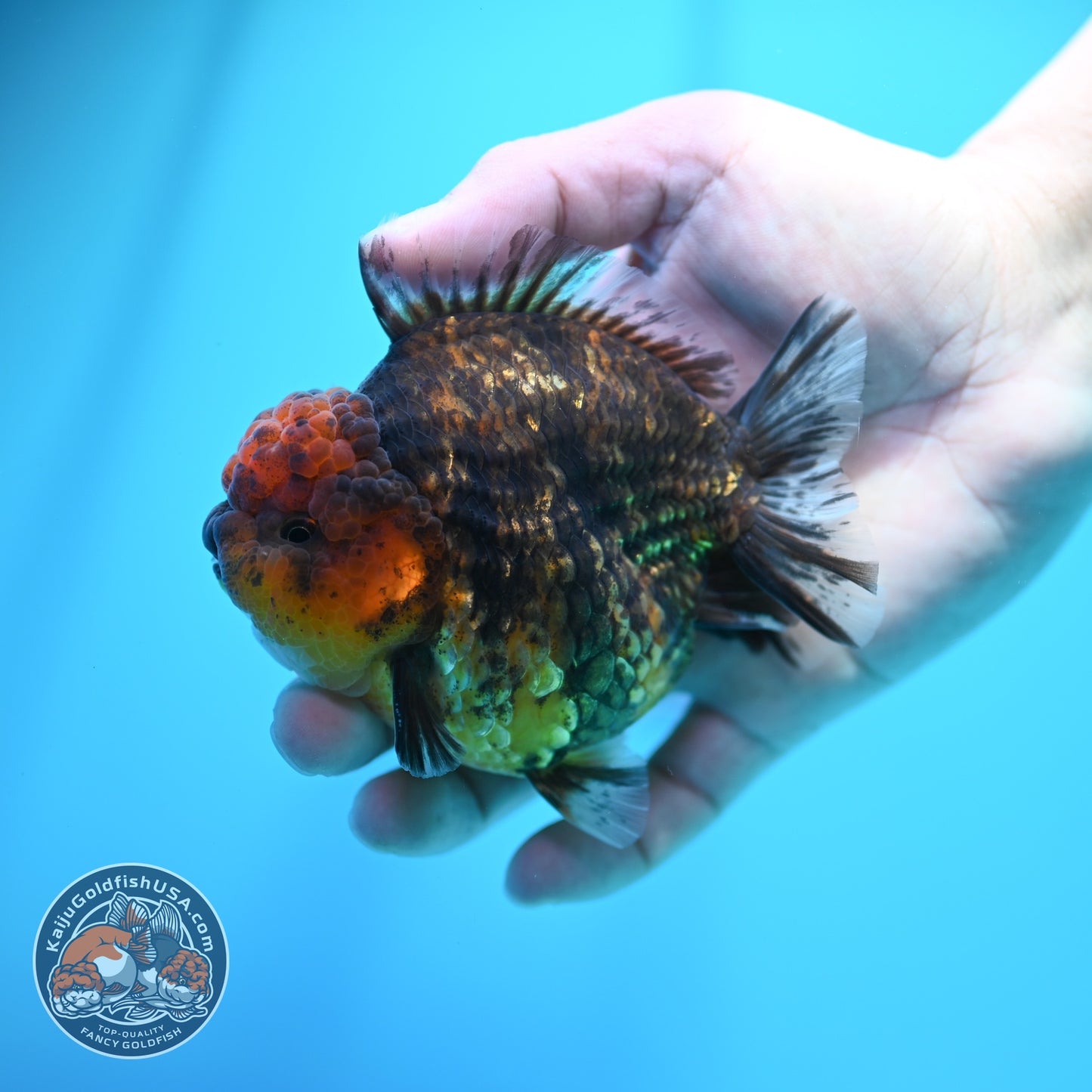 Tiger Oranda 3.5 inch Body (260605_OR15)