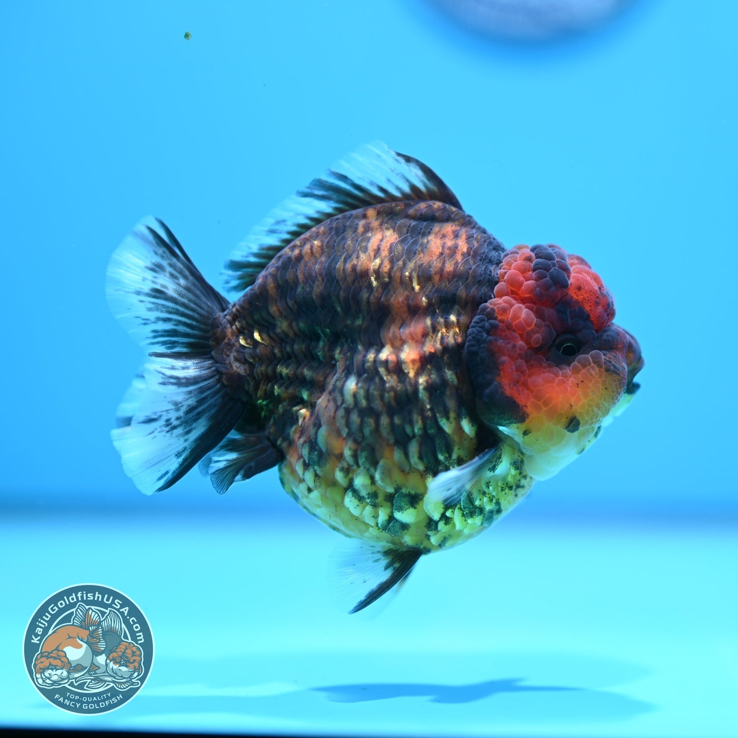 Tiger Oranda 3.5 inch Body (260605_OR15)