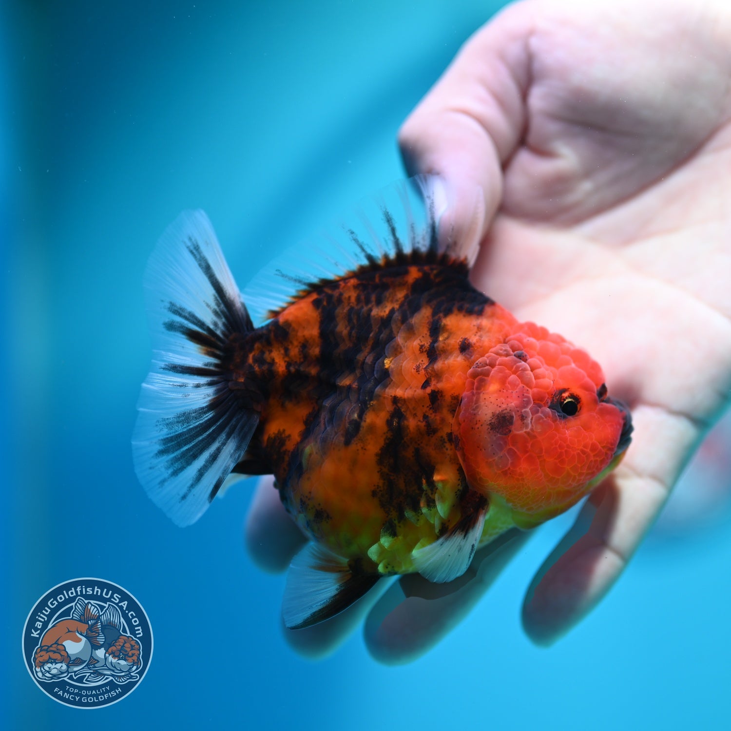 Tiger Oranda 3.5 inch Body (260612_OR02)