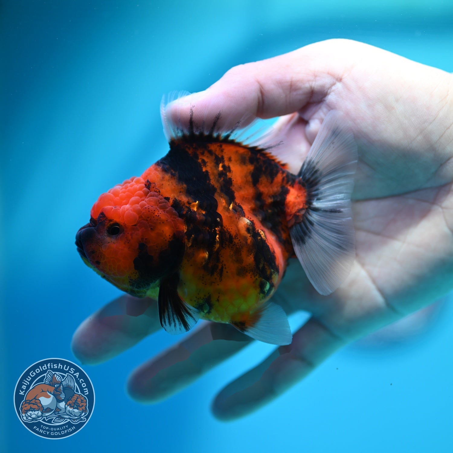 Tiger Oranda 3.5 inch Body (260612_OR02)