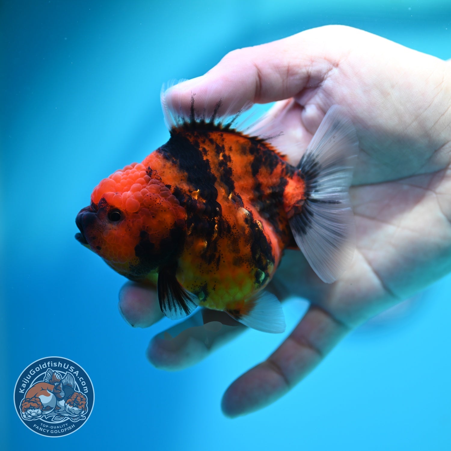 Tiger Oranda 3.5 inch Body (260612_OR02)