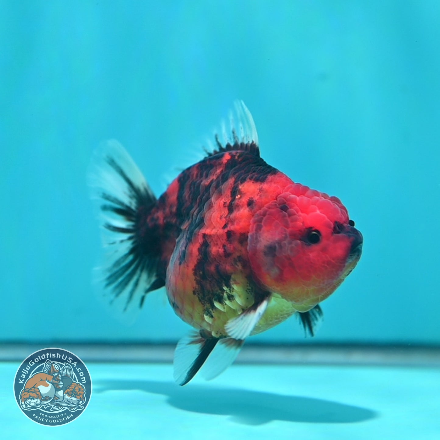 Tiger Oranda 3.5 inch Body (260612_OR02)