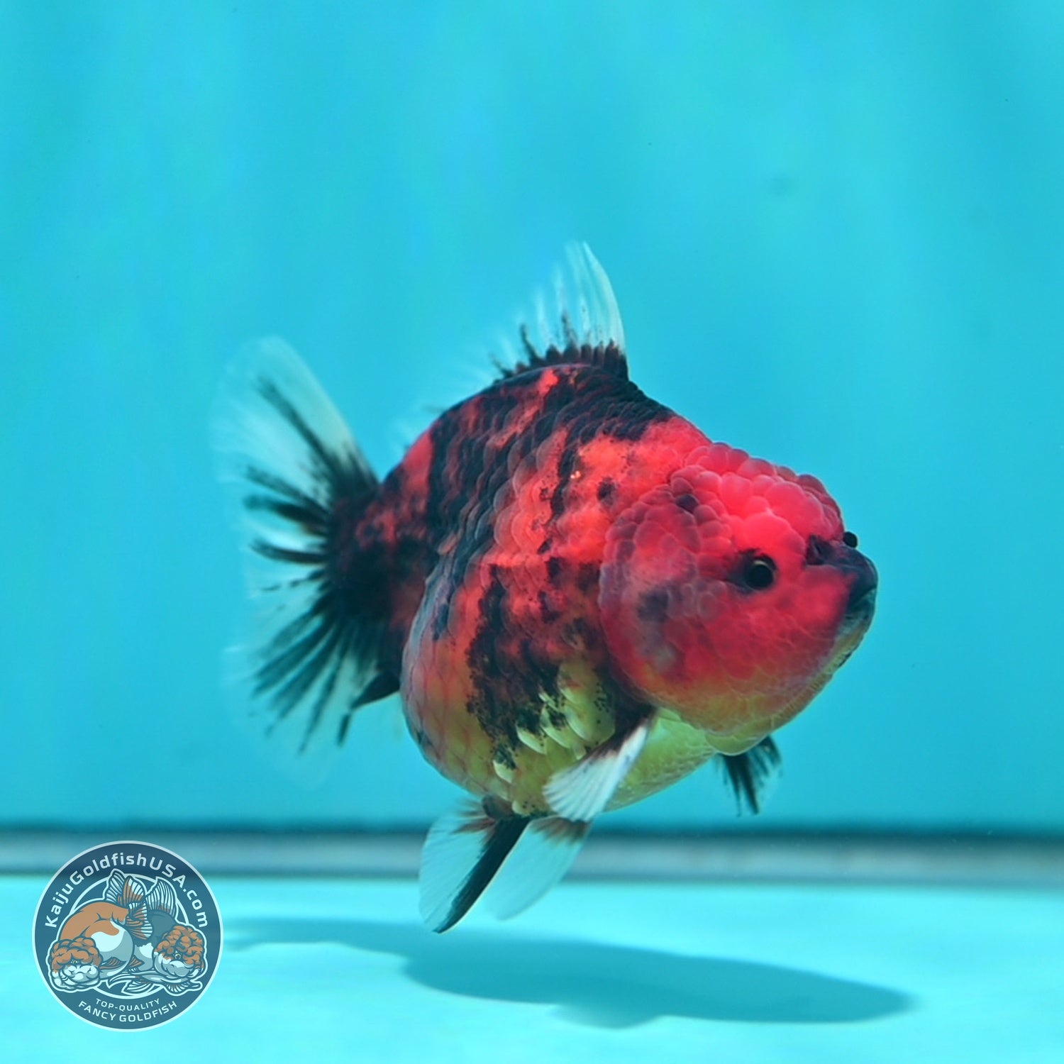 Tiger Oranda 3.5 inch Body (260612_OR02)
