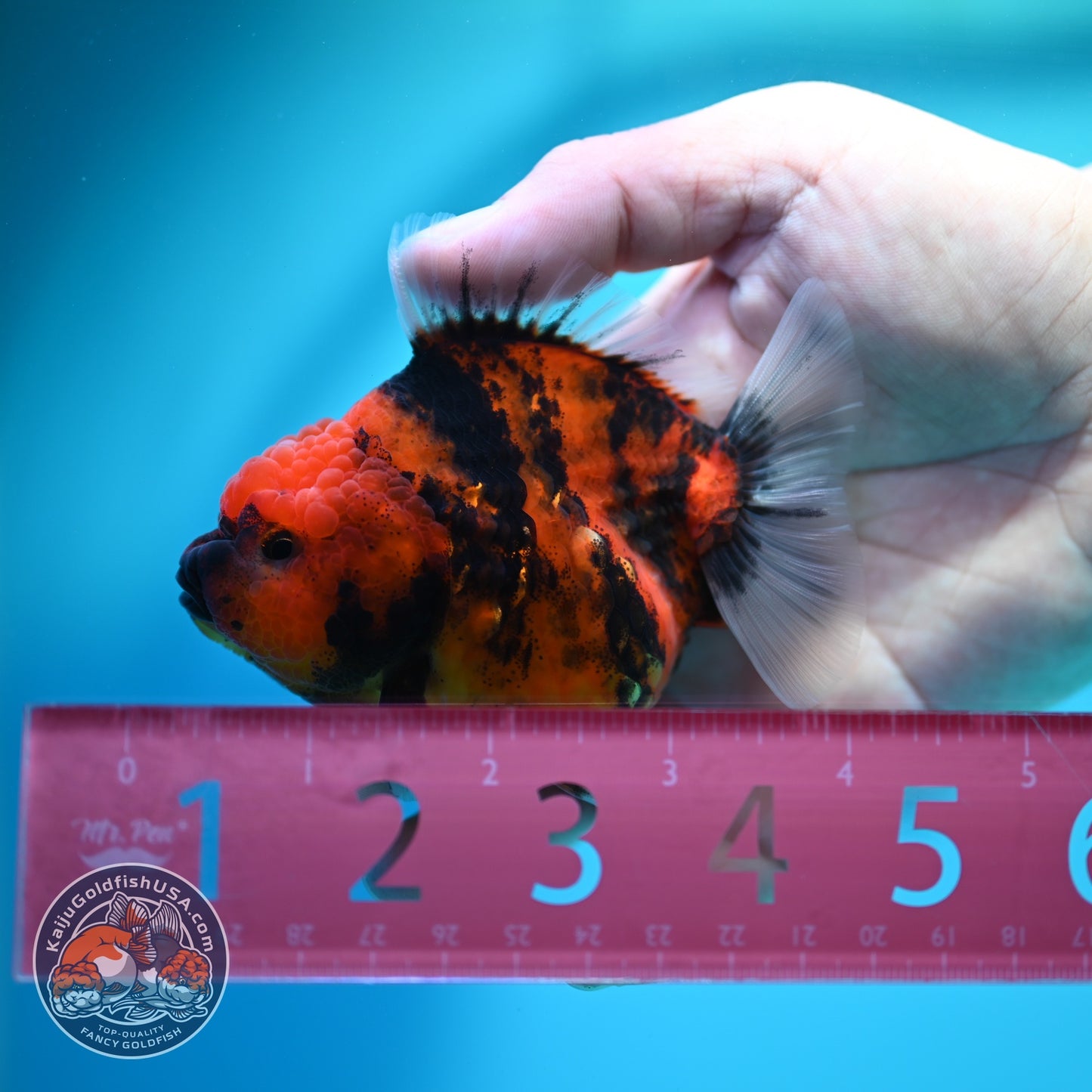 Tiger Oranda 3.5 inch Body (260612_OR02)