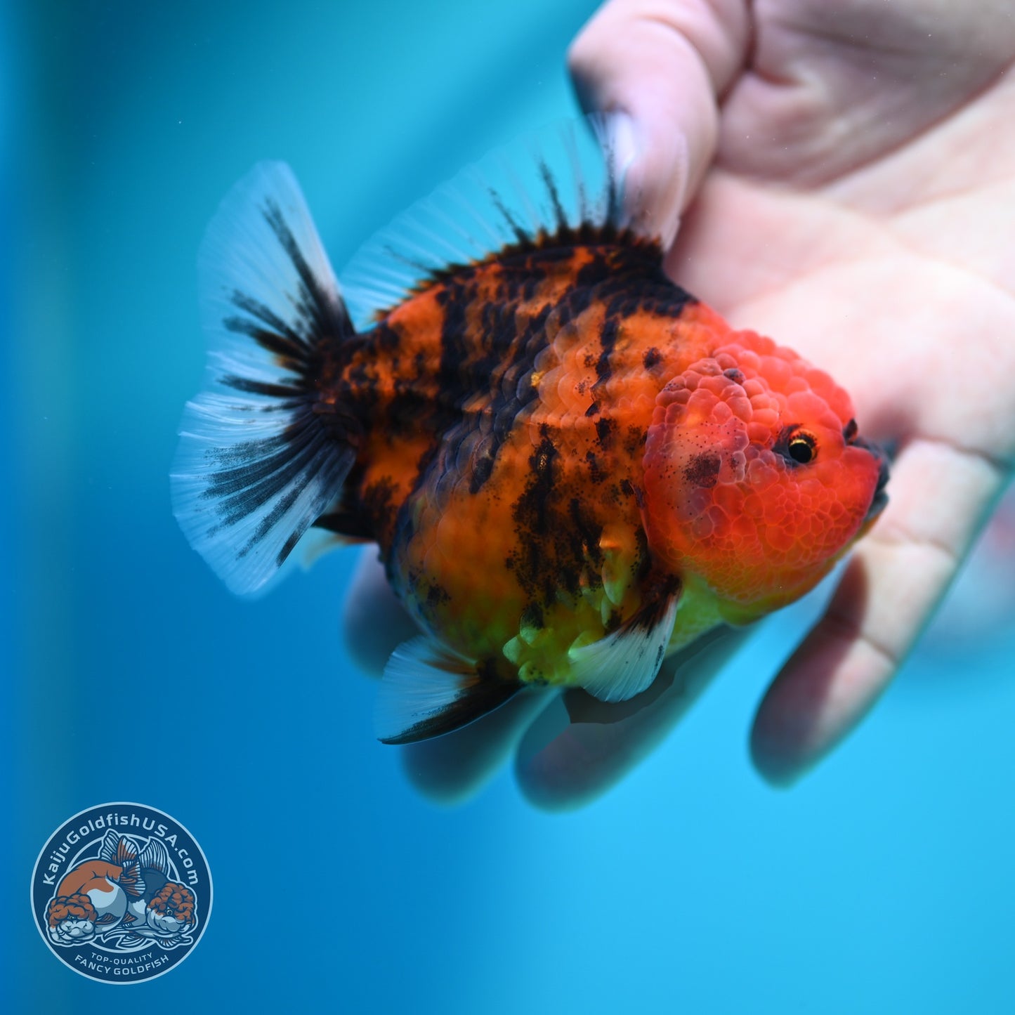 Tiger Oranda 3.5 inch Body (260612_OR02)