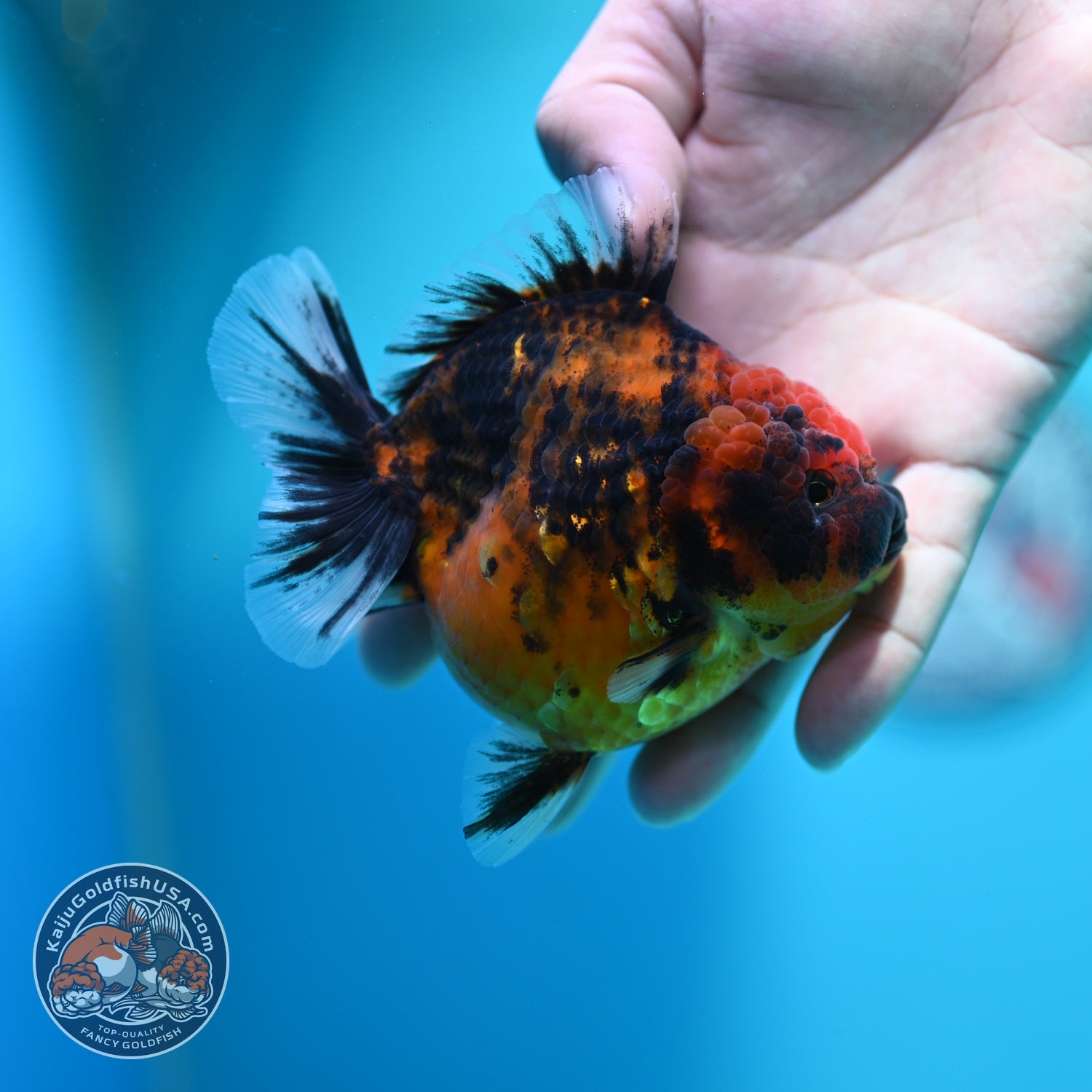 Tiger Oranda 3.5 inch Body (260612_OR10)