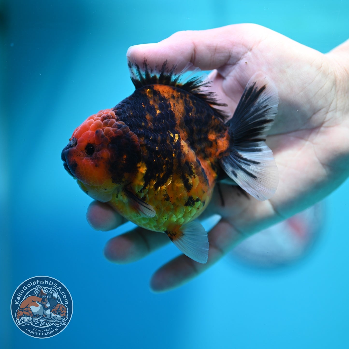 Tiger Oranda 3.5 inch Body (260612_OR10)
