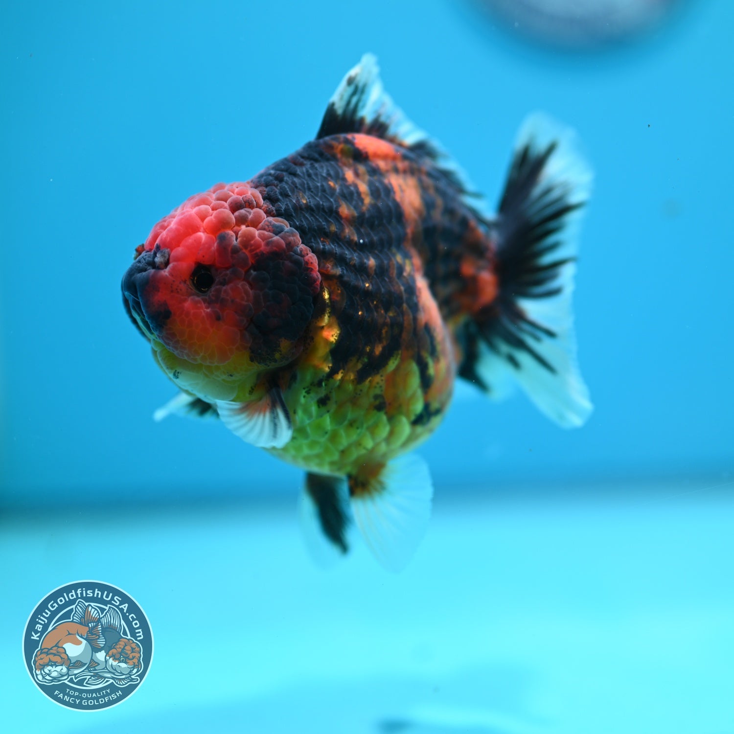 Tiger Oranda 3.5 inch Body (260612_OR10)